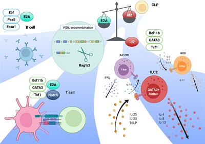 The E-Id Axis Instructs Adaptive Versus Innate Lineage Cell Fate Choice and Instructs Regulatory T Cell Differentiation